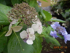 Hydrangea