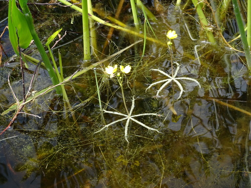 Utricularia radiata image