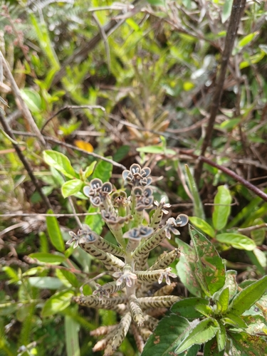 Foto de Flor da fortuna