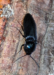 Hemicrepidius