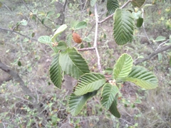 Cercocarpus fothergilloides