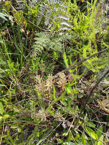 Foto de Flor da fortuna