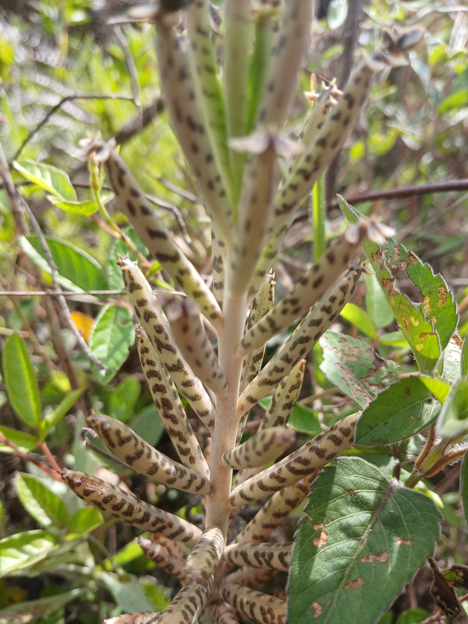 Imagem de Flor da fortuna