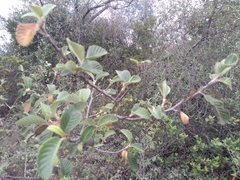 Cercocarpus fothergilloides