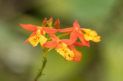 Foto de Orquídea-radicans