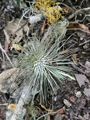 Tillandsia fuchsii