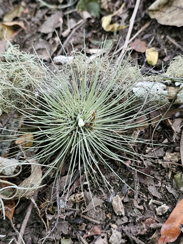 Tillandsia fuchsii, photograph 2