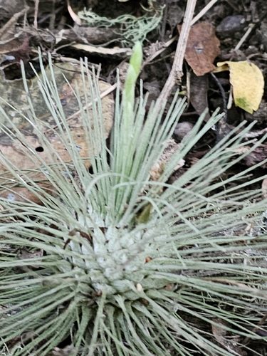 Tillandsia fuchsii, photograph 3