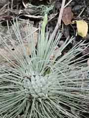 (c) Liliana Ramírez-Freire, some rights reserved (CC BY) Tillandsia fuchsii, photograph (c) Liliana Ramírez-Freire, some rights reserved (CC BY)