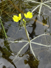 Utricularia radiata image