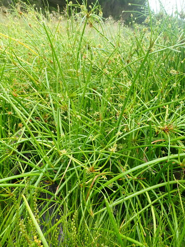 Image of Isolepis prolifera by (c) Arnim Littek, some rights reserved (CC BY)