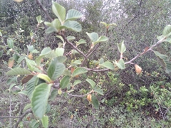 Cercocarpus fothergilloides