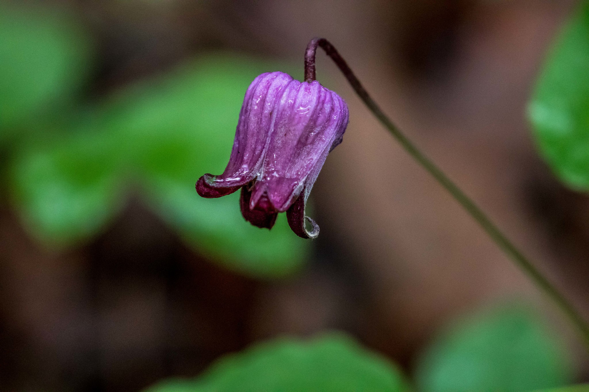 Clematis pitcheri