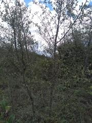 Cercocarpus fothergilloides