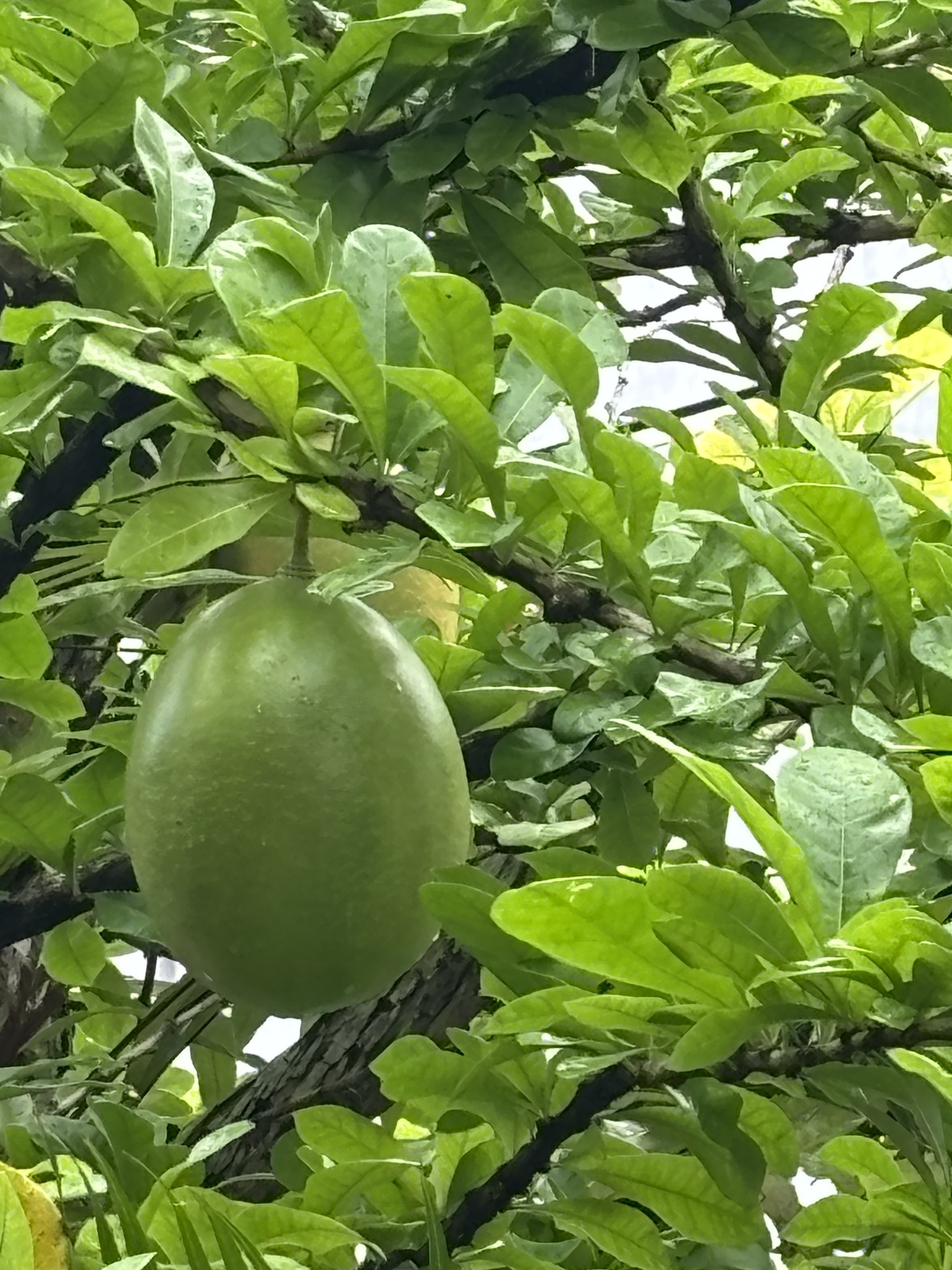 Imagem de Coité