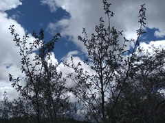 Cercocarpus fothergilloides