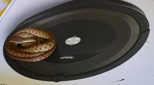 Brown Tree Snake sighting