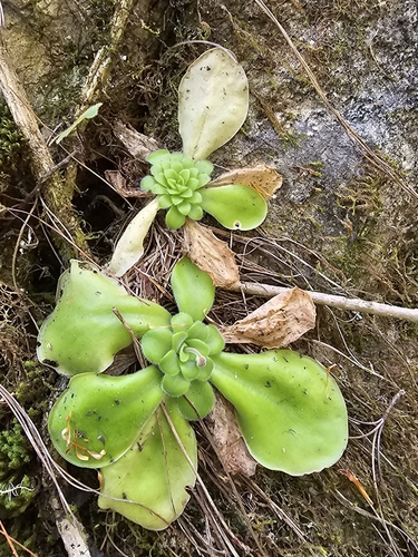 Pinguicula moranensis