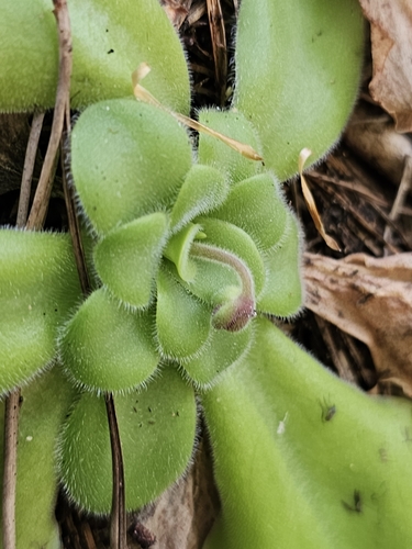 Pinguicula moranensis