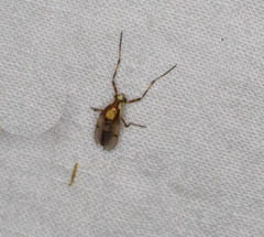 Coelotanypus tricolor