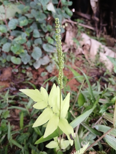 Samambaia-mineira