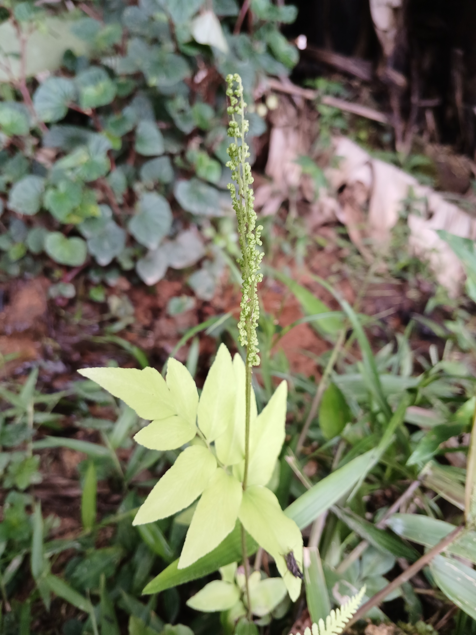 Imagem de Samambaia-mineira