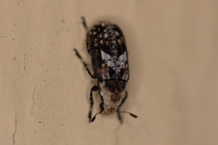 Euparius paganus