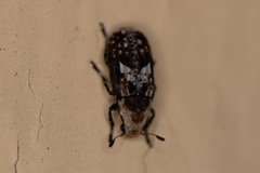 Euparius paganus