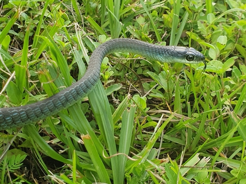 Common Tree Snake sighting