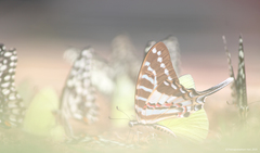 Graphium nomius