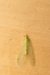 Leucochrysa insularis