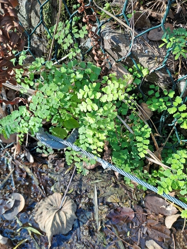 Foto de Avenca