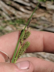 Carex lenticularis