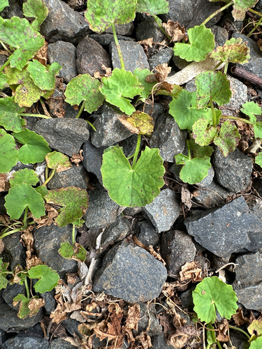 Foto de Centella