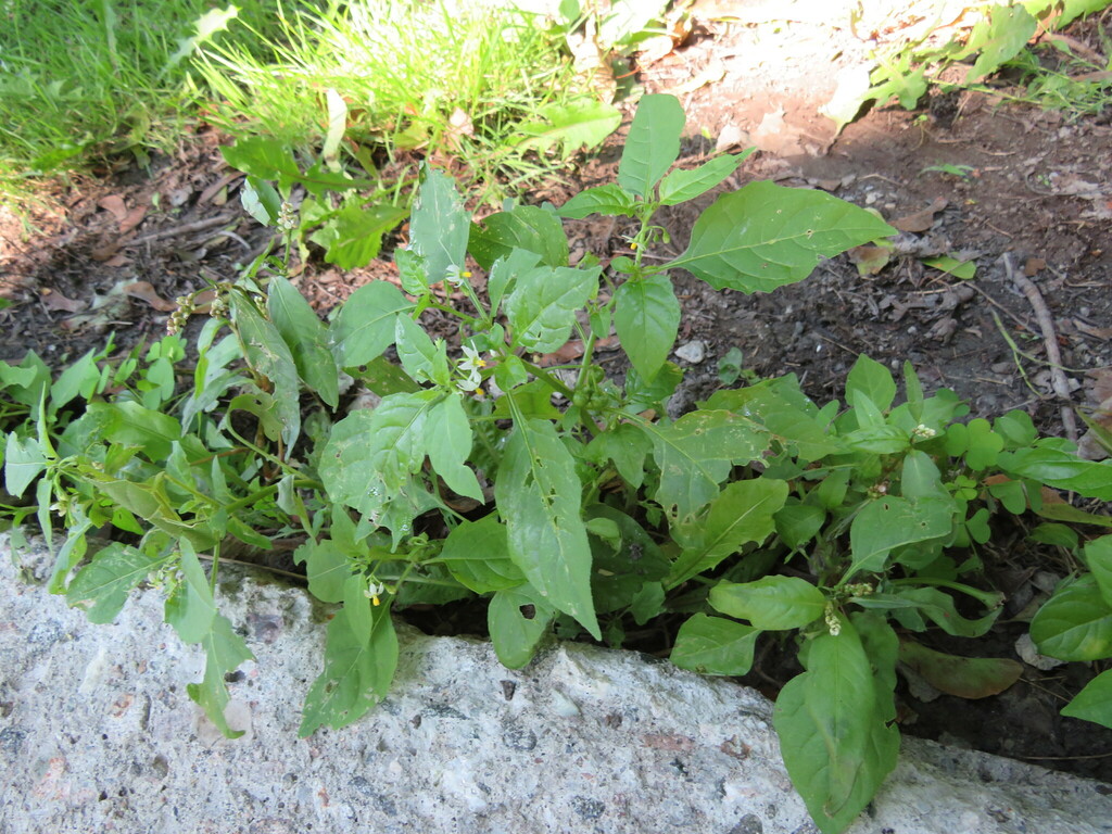 eastern black nightshade from Ottawa, CA-ON, CA on August 6, 2023 at 10 ...