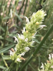 Agastache pallidiflora