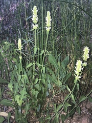 Agastache pallidiflora