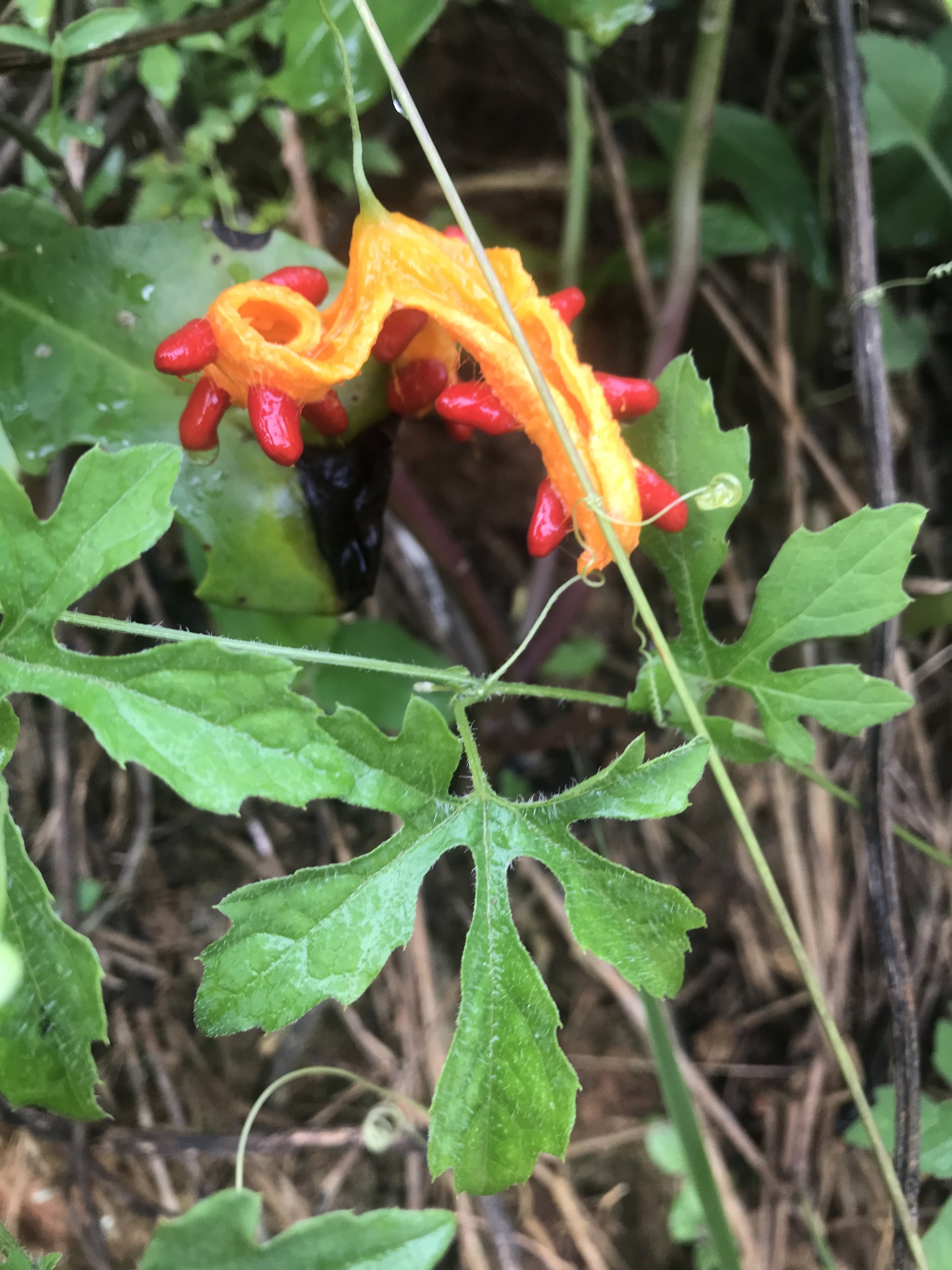 Momordica charantia