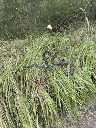 Diamond Python sighting