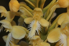 Platanthera × bicolor