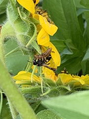 Ancistrocerus waldenii