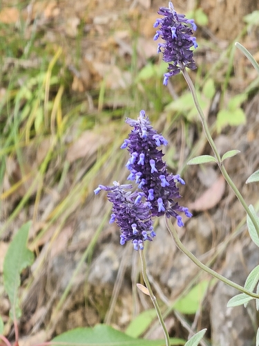 Image of Salvia lavanduloides by (c) Liliana Ramírez-Freire, some rights reserved (CC BY)