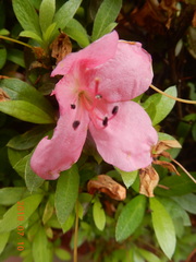 Rhododendron