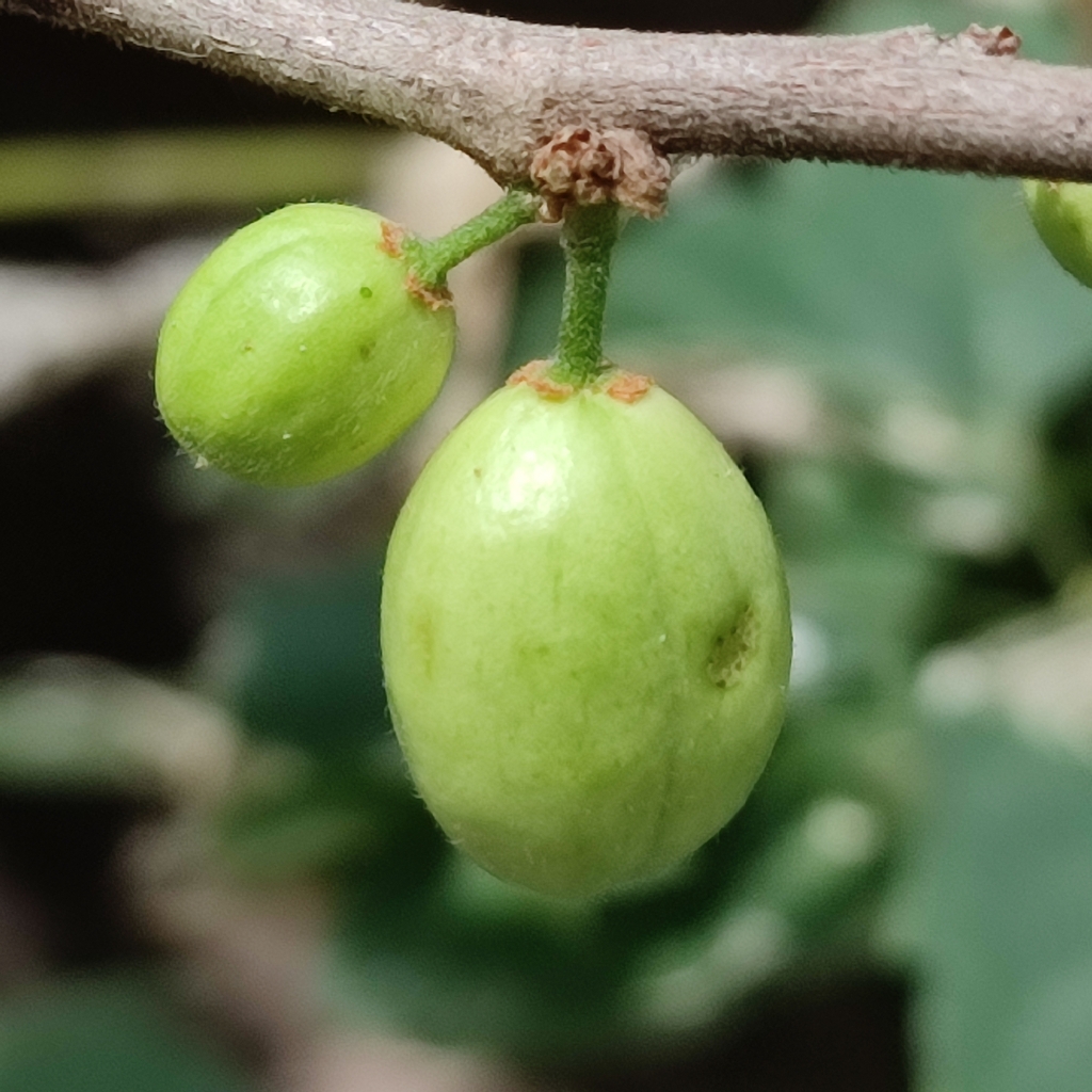 Casearia hirsuta