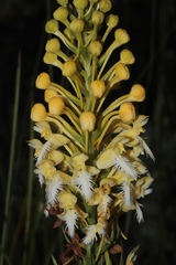 Platanthera × bicolor