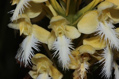 Platanthera × bicolor