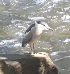 Nycticorax nycticorax