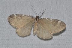 Stamnodes gibbicostata