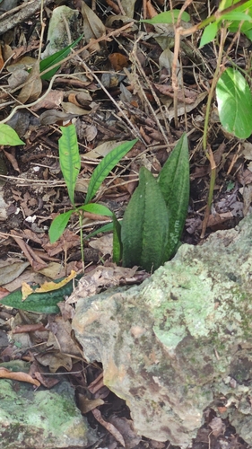 Foto de Orquídea-tigre