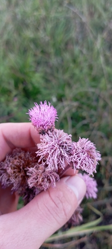 Foto de Pomponzinho